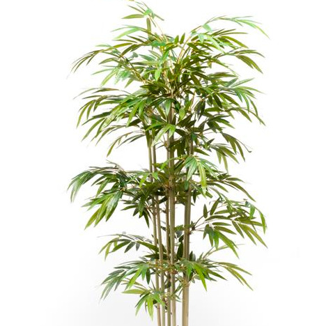 Bamboe Plant